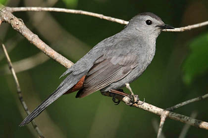 Gray Catbird Image @ Kiwifoto.com