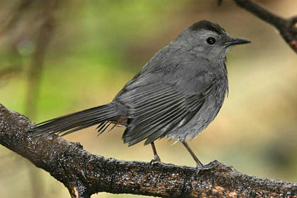 Gray Catbird Image @ Kiwifoto.com