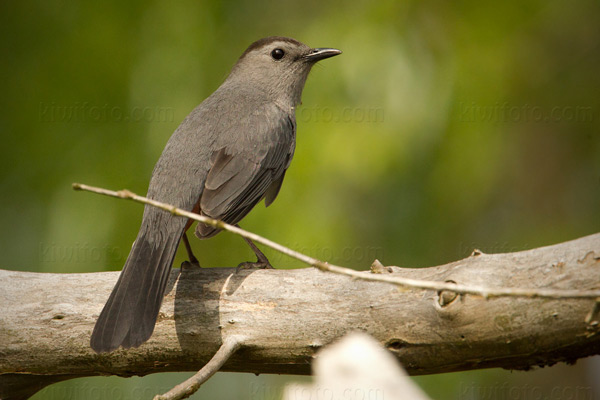 Gray Catbird Image @ Kiwifoto.com