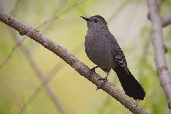 Gray Catbird Picture @ Kiwifoto.com