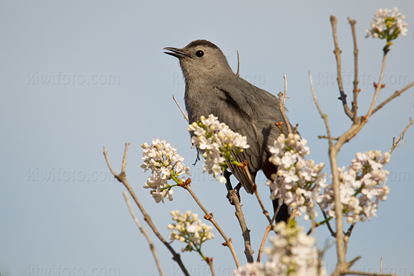 Gray Catbird Picture @ Kiwifoto.com