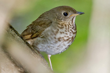 Gray-cheeked Thrush Image @ Kiwifoto.com