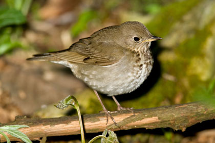 Gray-cheeked Thrush Photo @ Kiwifoto.com