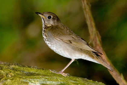 Gray-cheeked Thrush Picture @ Kiwifoto.com