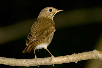 Gray-cheeked Thrush Image @ Kiwifoto.com