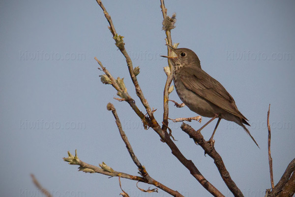 Gray-cheeked Thrush Image @ Kiwifoto.com