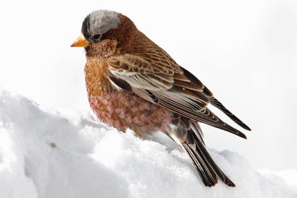 Gray-crowned Rosy-Finch Picture @ Kiwifoto.com