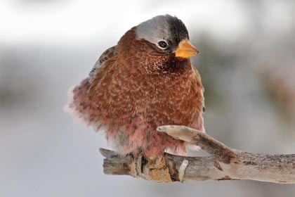 Gray-crowned Rosy-Finch Image @ Kiwifoto.com