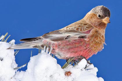 Gray-crowned Rosy-Finch Image @ Kiwifoto.com