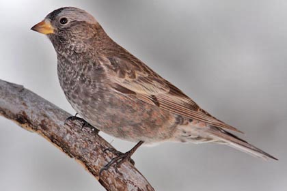 Gray-crowned Rosy-Finch Photo @ Kiwifoto.com