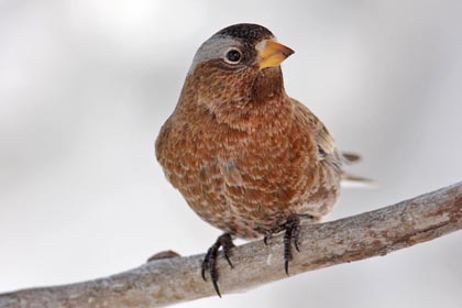 Gray-crowned Rosy-Finch Image @ Kiwifoto.com