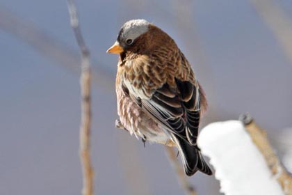 Gray-crowned Rosy-Finch Image @ Kiwifoto.com