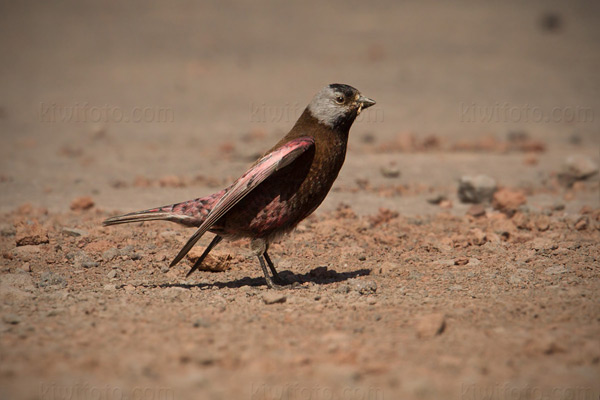 Gray-crowned Rosy-Finch (Pribilof Islands Race)