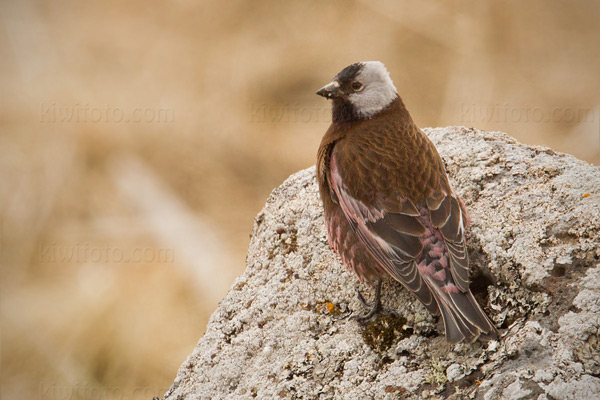 Gray-crowned Rosy-Finch (Pribilof Islands Race)