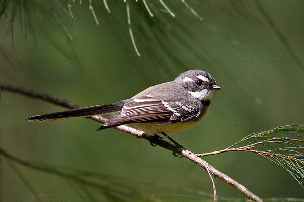 Gray Fantail Photo @ Kiwifoto.com