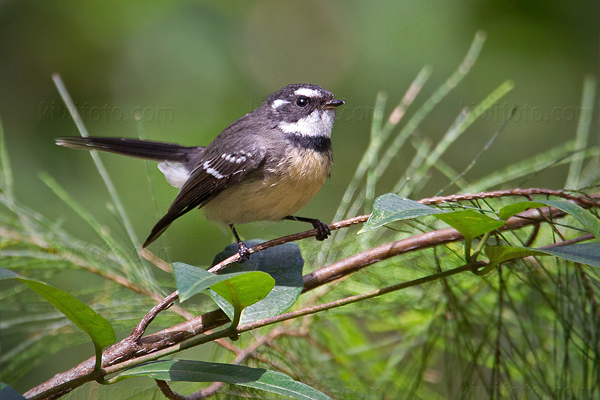 Gray Fantail Photo @ Kiwifoto.com