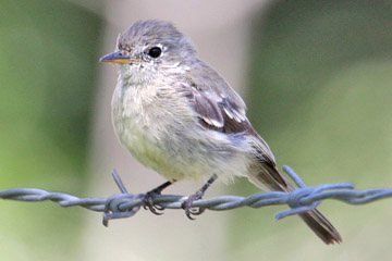 Gray Flycatcher