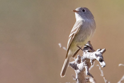 Gray Flycatcher Photo @ Kiwifoto.com