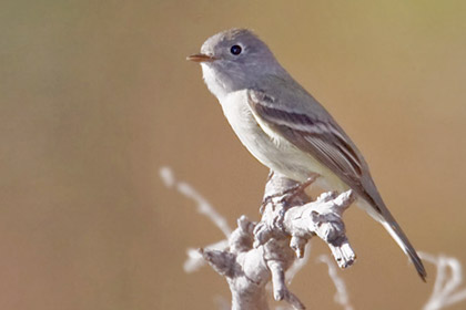 Gray Flycatcher Image @ Kiwifoto.com