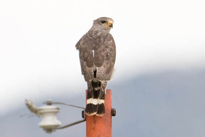 Gray Hawk Picture @ Kiwifoto.com