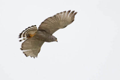 Gray Hawk Picture @ Kiwifoto.com