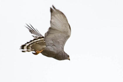 Gray Hawk Picture @ Kiwifoto.com