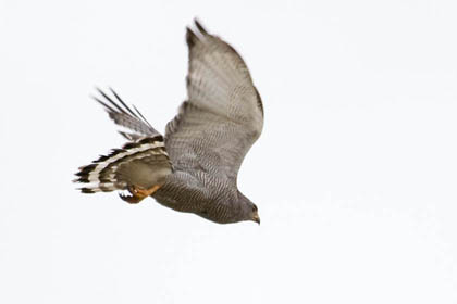 Gray Hawk Photo @ Kiwifoto.com