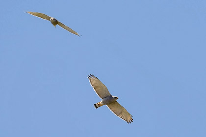 Gray Hawk Gray Hawk