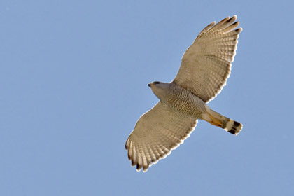 Gray Hawk Image @ Kiwifoto.com