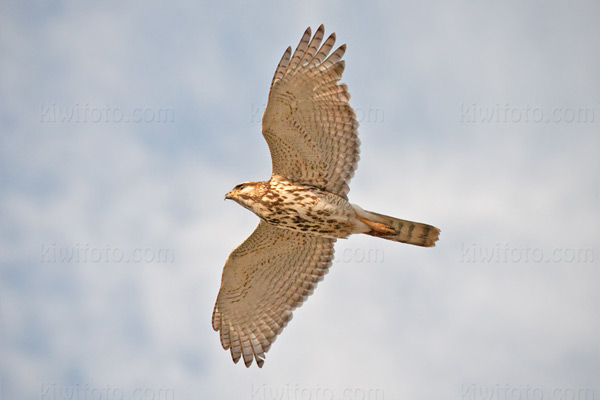 Gray Hawk Photo @ Kiwifoto.com