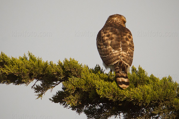 Gray Hawk Photo @ Kiwifoto.com