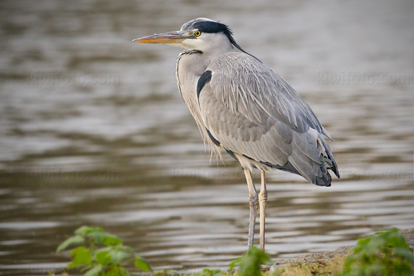 Gray Heron Picture @ Kiwifoto.com