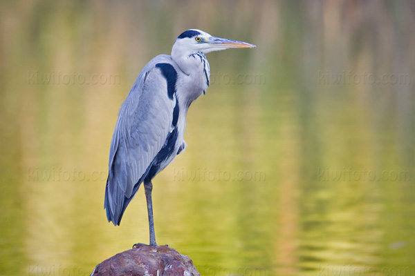 Gray Heron Picture @ Kiwifoto.com