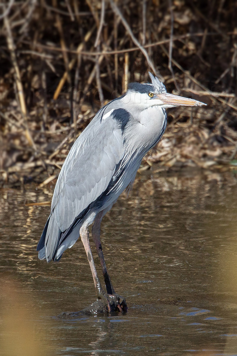 Gray Heron Image @ Kiwifoto.com