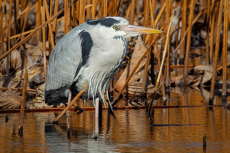 Gray Heron Photo @ Kiwifoto.com