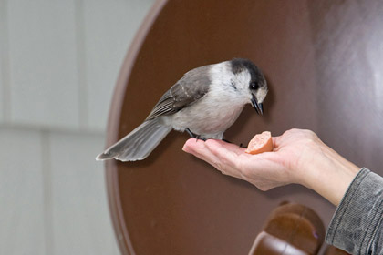 Gray Jay (P. c. obscurus)