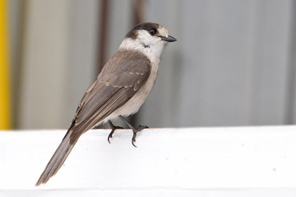 Gray Jay (P. c. obscurus)