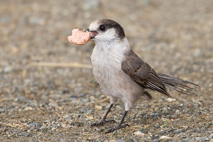 Gray Jay (P. c. obscurus)