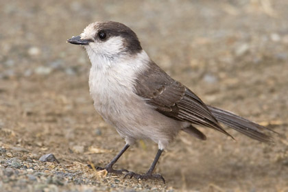 Gray Jay (P. c. obscurus)