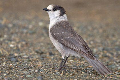 Gray Jay (P. c. obscurus)