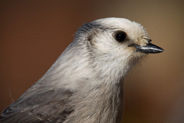 Gray Jay Image @ Kiwifoto.com