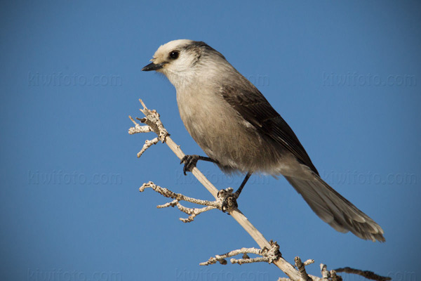 Gray Jay Picture @ Kiwifoto.com