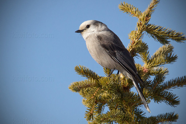 Gray Jay Photo @ Kiwifoto.com