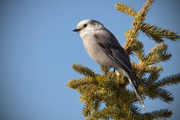 Gray Jay Picture @ Kiwifoto.com