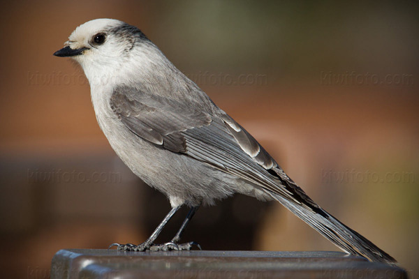Gray Jay Picture @ Kiwifoto.com