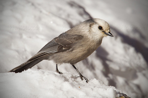 Gray Jay Photo @ Kiwifoto.com