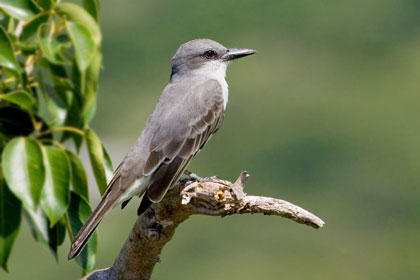 Gray Kingbird Image @ Kiwifoto.com