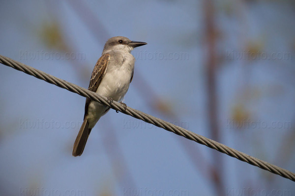 Gray Kingbird Picture @ Kiwifoto.com
