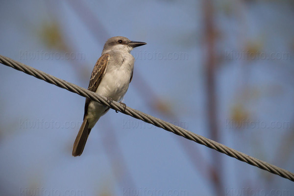 Gray Kingbird Photo @ Kiwifoto.com