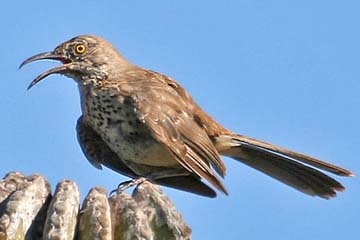 Gray Thrasher Photo @ Kiwifoto.com